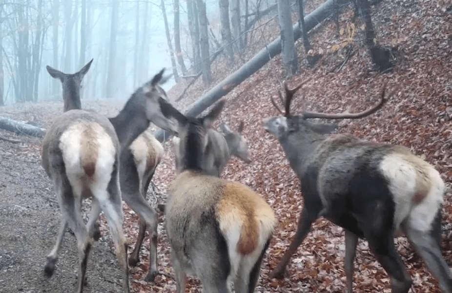 Pe o scară de 1 la 10, oare cât de bine o duce acest cerb înconjurat de ciute? VIDEO