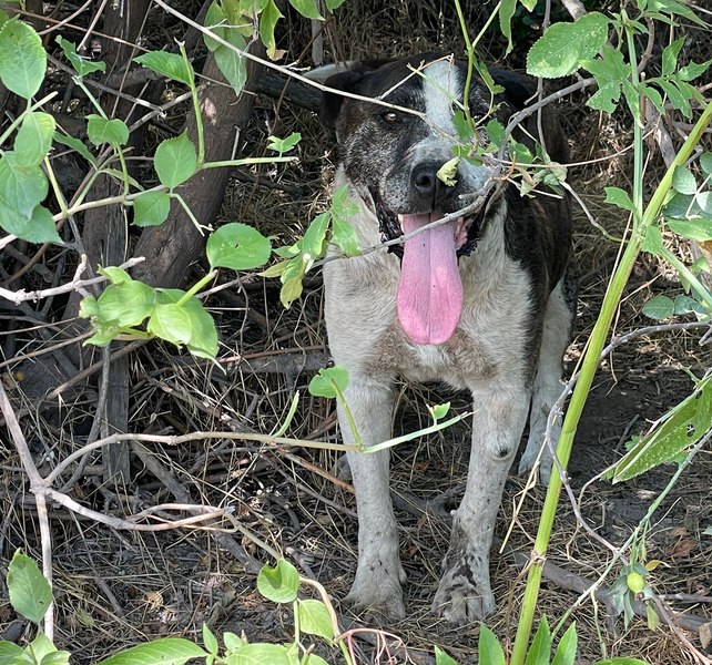 Cruzime fără margini: un câine a fost legat cu o sârmă de un copac și abandonat pe câmp, în soare