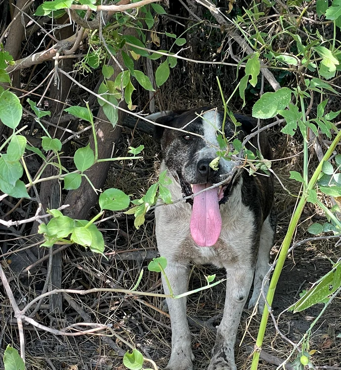 Câine legat și abandonat în soare FOTO: IPJ