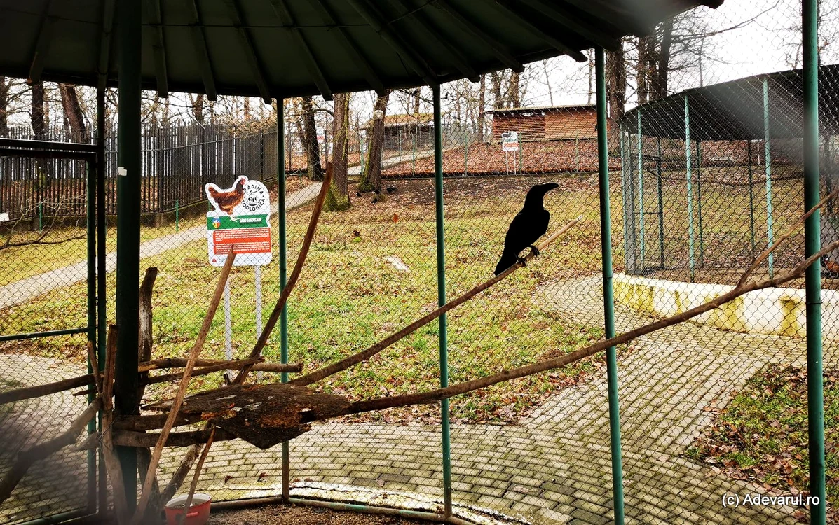 Corbul de la Zoo Hunedoara. Foto: Daniel Guță. ADEVĂRUL