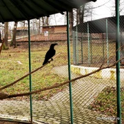 Zoo Hunedoara  Foto Daniel Guță jpg