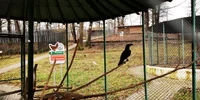 Zoo Hunedoara  Foto Daniel Guță jpg