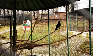 Zoo Hunedoara  Foto Daniel Guță jpg