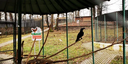 Zoo Hunedoara  Foto Daniel Guță jpg
