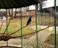 Zoo Hunedoara  Foto Daniel Guță jpg