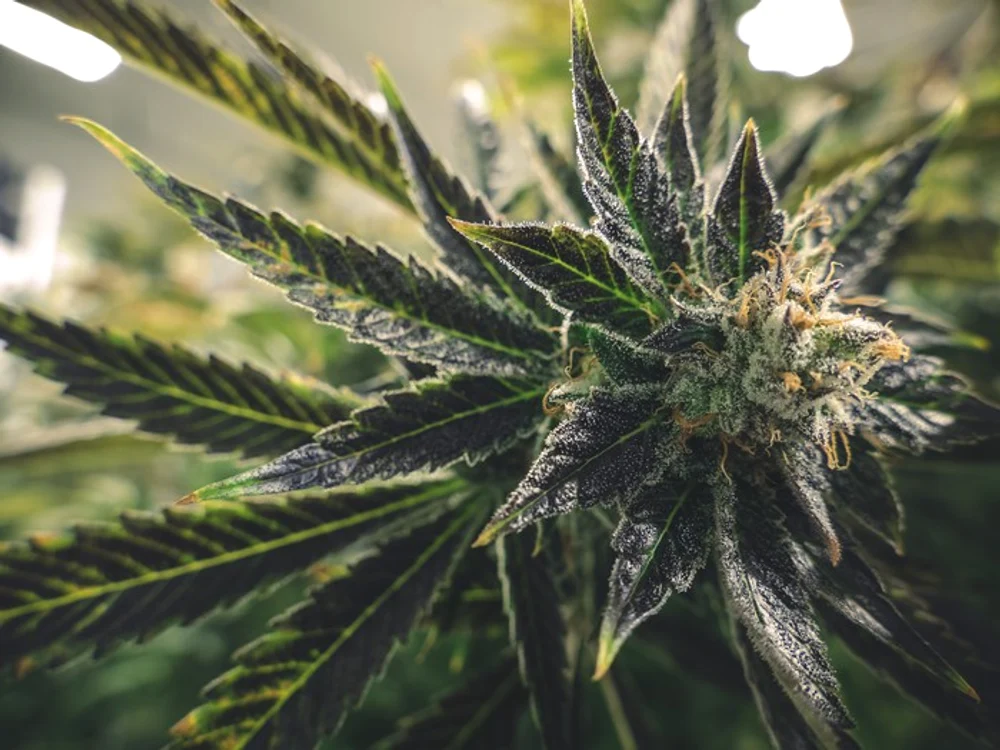 
    Poliţiştii au găsit asupra tinerilor reţinuţi şase kilograme de cannabis ce urmau să fie distribuite în Capitală Foto: pixabay.com   