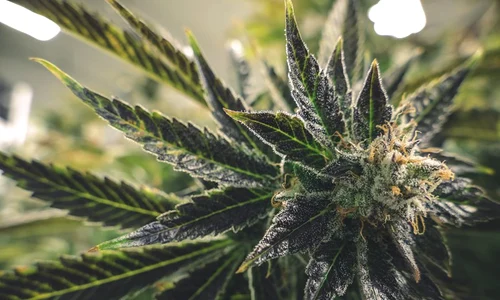 cannabis jpeg