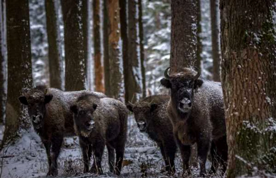 Zimbri în libertate în pădurile Neamţului. FOTO Parcul Vânători Neamţ