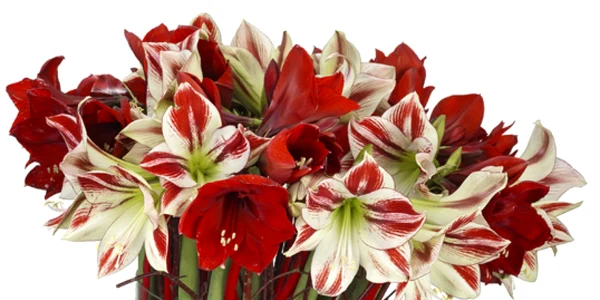Amaryllis