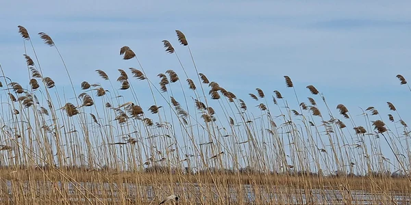 Lac în DElta Dunării jpg
