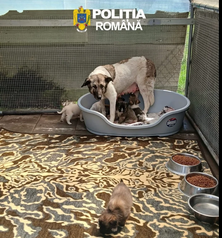 Amendă uriașă pentru un bărbat care a abandonat o cățelușă cu șase pui în apropierea unei păduri