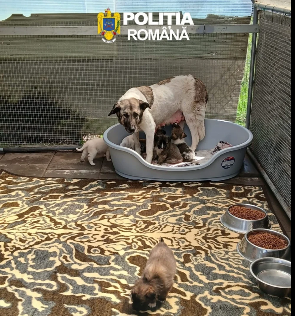 Amendă uriașă pentru un bărbat care a abandonat o cățelușă cu șase pui în apropierea unei păduri