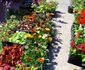 expo-flora slatina