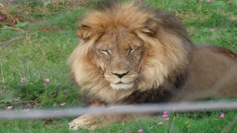 Momentul șocant în care un leu scapă dintr-un camion și o începe să se plimbe pe autostradă