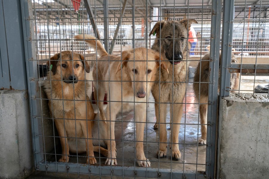 Străinii adoptă pe bandă rulantă câini și pisici de la noi. România trimite zeci de mii de animale în UE și Marea Britanie