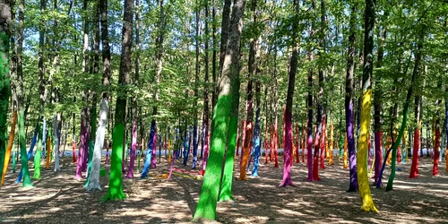 padurea colorata 5 jpg