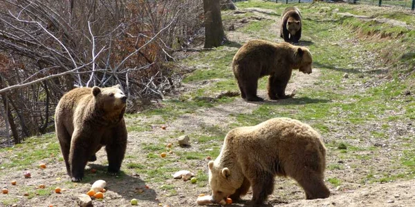 Urşii se simt în largul lor în rezervaţie