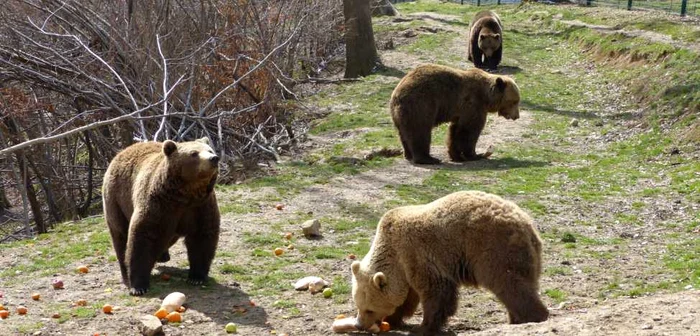 Urşii se simt ca acasă în Rezervaţie. FOTOAsociaţia Milioane de Prieteni.