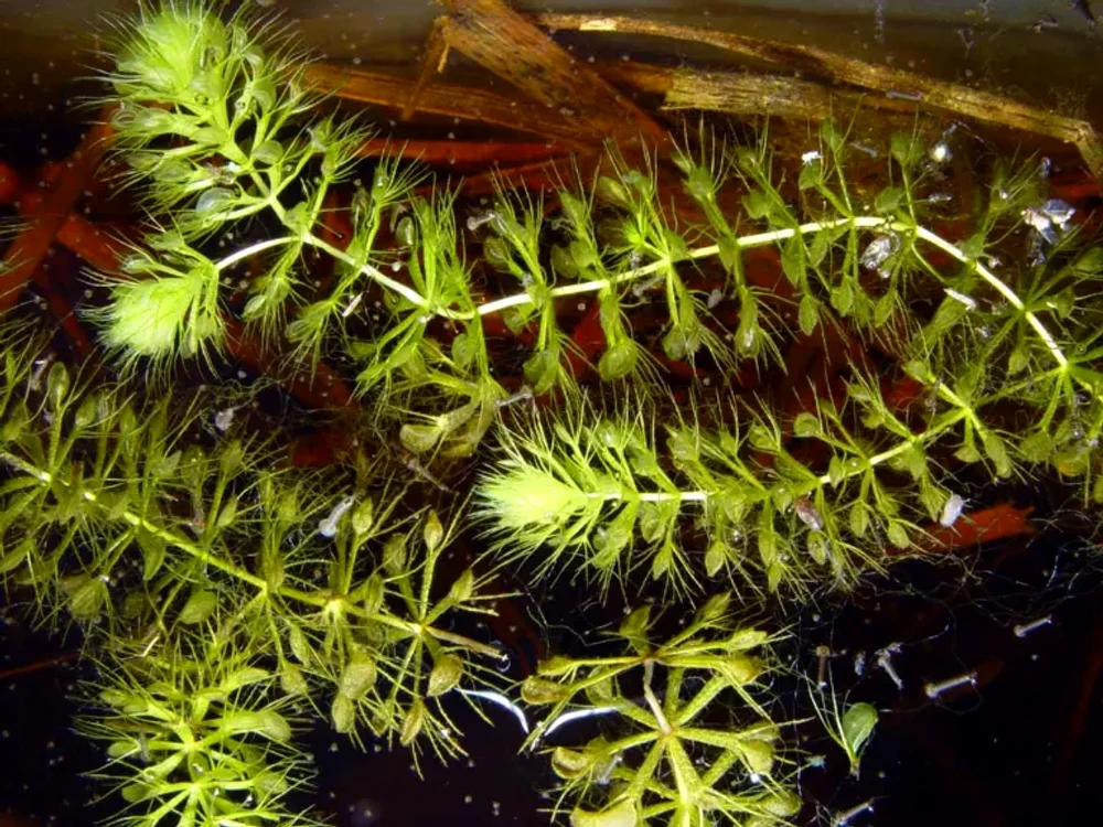 Aldrovanda Vesiculosa