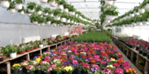 solarii flori dambovita