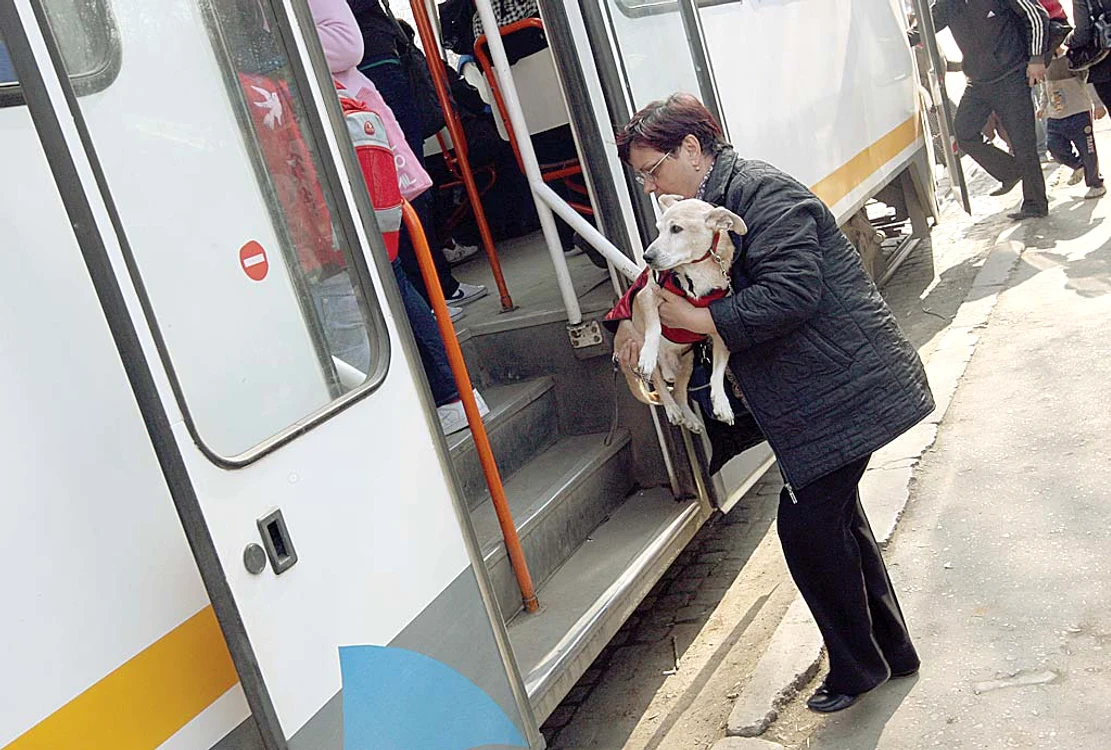 
    La Cluj, căţeii nu vor mai  circula “fraudulos” cu mijloacele  de transport în comunFoto: Click!  