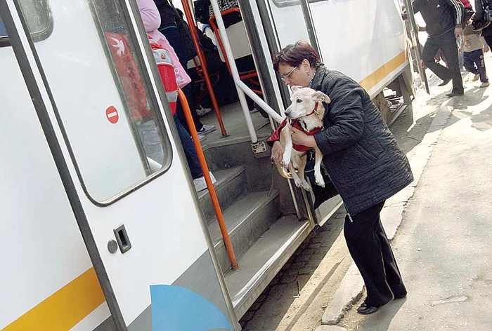 La Cluj, căţeii nu vor mai circula “fraudulos” cu mijloacele de transport în comunFoto: Click!