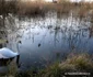 balta lebedelor hunedoara foto daniel guta adevarul