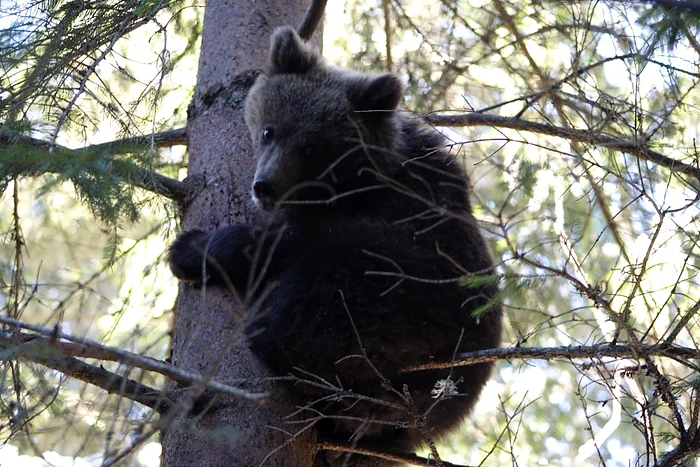 Puii de urs au fost îngrăşaţi ca să reziste în timpul hibernării