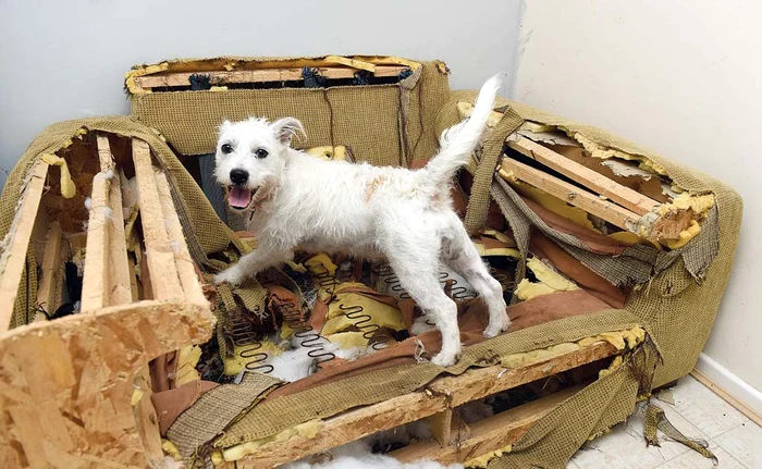 
    Câinele Peaches a  făcut praf  o canapea de  2.400 de euro  