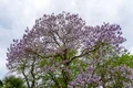 Paulownia istock jpg