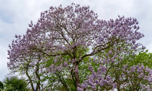 Paulownia istock jpg