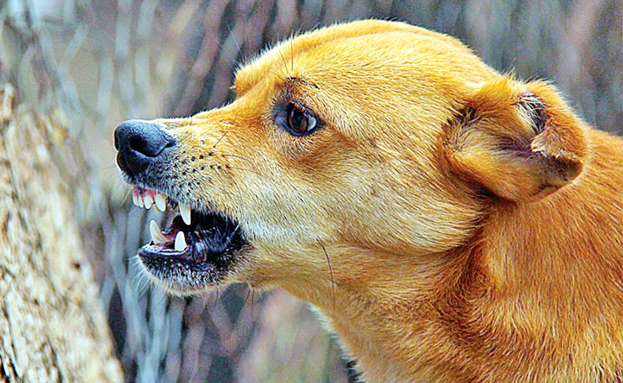 Câine agresiv FOTO: Arhiva Adevărul