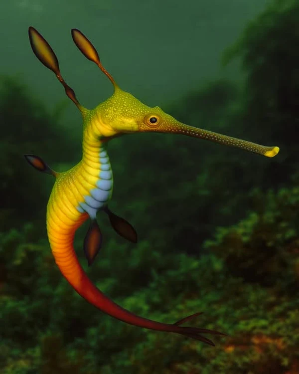 Dragonul de mare, specia fantastică a Oceanului Pacific / FOTO: Atlas Geografic