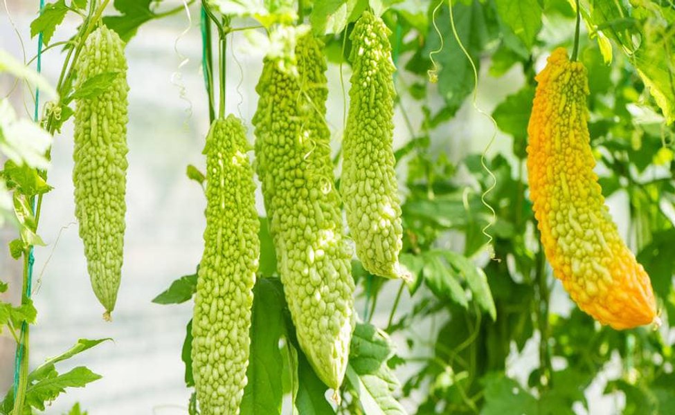 Castravetele amar, denumit „insulina vegetală“, vândut la poarta unei instituții de cercetare din Buzău