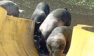 Scroafele se  dau pe tobogane jpeg