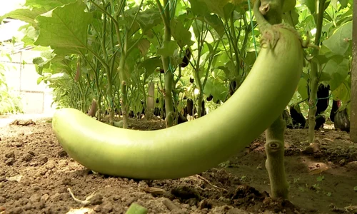 Aceste soiuri sunt deosebite din punct de vedere alimentar  şi benefice pentru sănătate  png