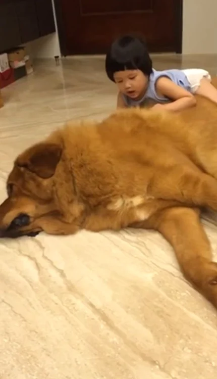 
    Simba se lasă "chinuit"Sursă foto: Captură Youtube  