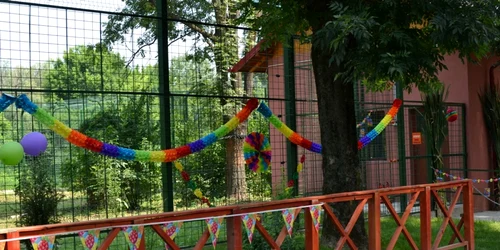 nunta tigri zoo bucov foto dana mihai