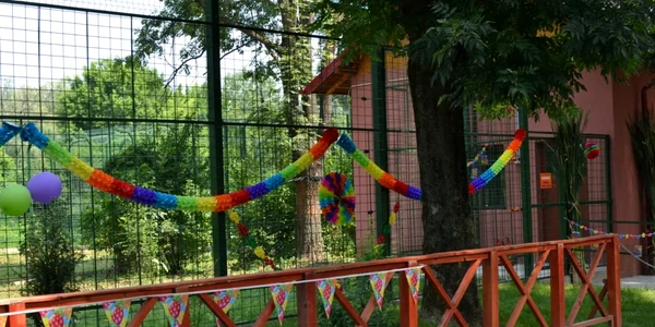 nunta tigri zoo bucov foto dana mihai