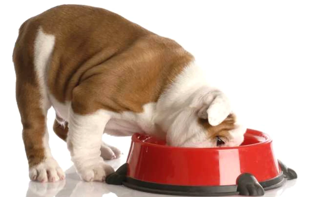 bol mancare animal de companie shutterstock