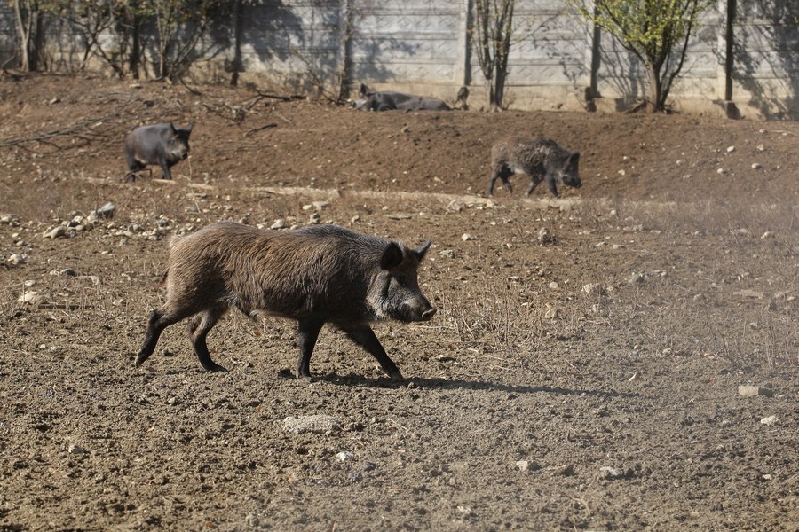 Porumbul din Gorj, atacat de porcii mistreți. Pagube însemnate produse agricultorilor 