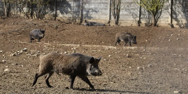porci mistreti jpeg