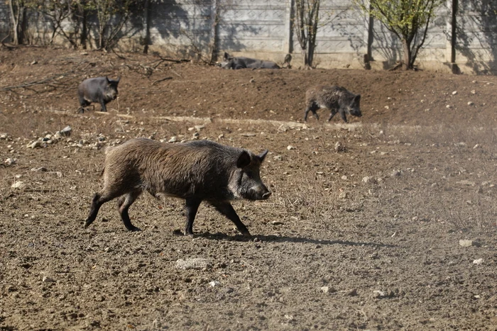 
    Cadavrele a trei porci mistreţi au fost găsite la marginea unei păduri din Timişfoto: Click!  