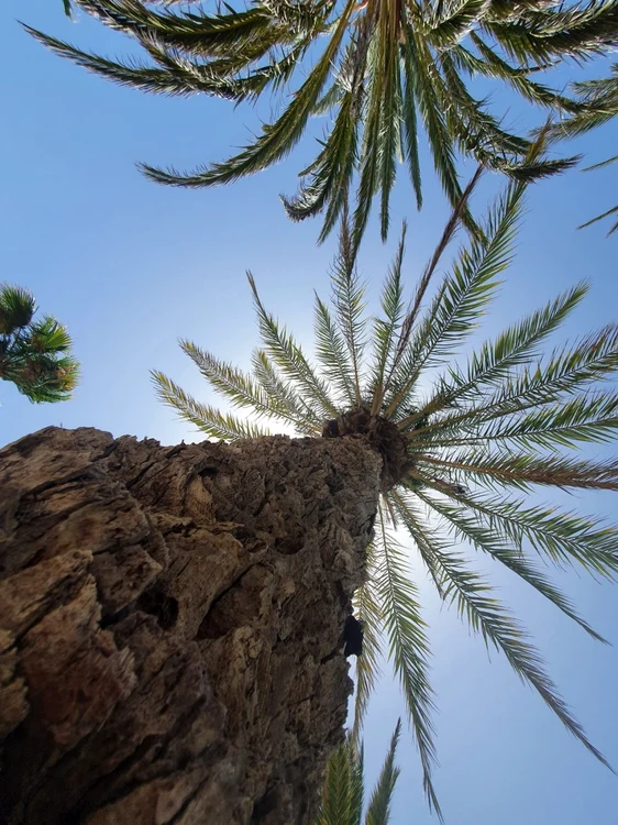 Vacanţă în paradisul din Tenerife, ,,insula primăverii nesfârşite“