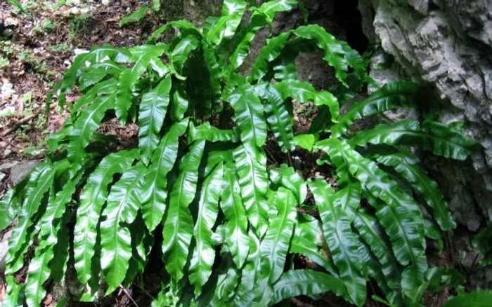 Năvalnicul poartă noroc în dragoste, în afaceri și te face iubit de toată lumea