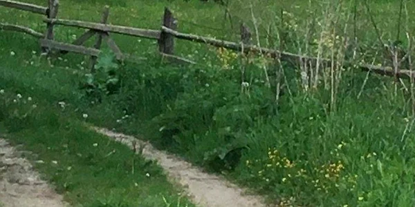 ursoaică la cheia prahova