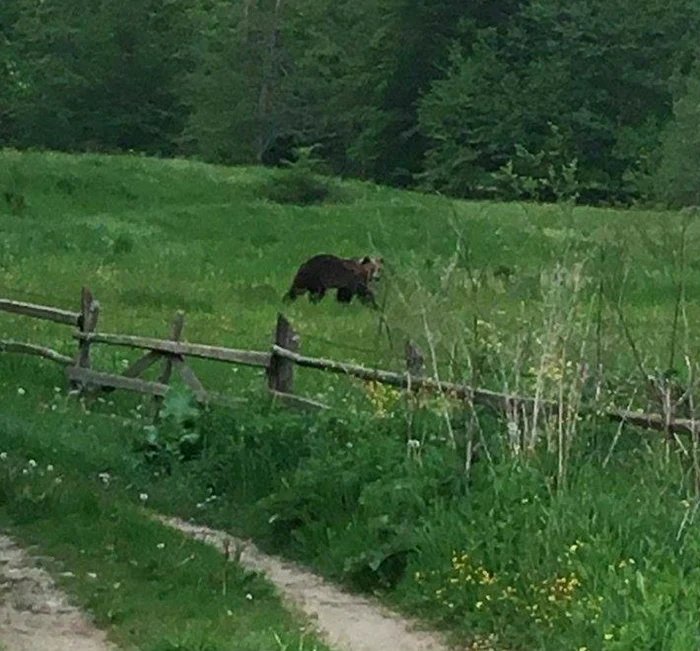 Ursoaica şi puii ei a fost văzută de turişti şi localnici încă de miercurea trecută la Cheia