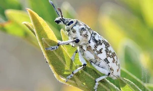 4 act baza insecta 1 jpeg