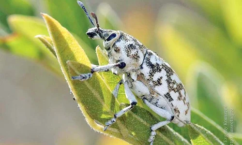4 act baza insecta 1 jpeg