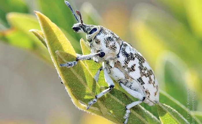 
    Gărgărița stepică a pelinului a fost descoperită în Delta Moldovei  